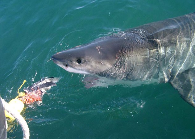 Нападение акул в шарм эль. Акула людоед в Египте 2010.